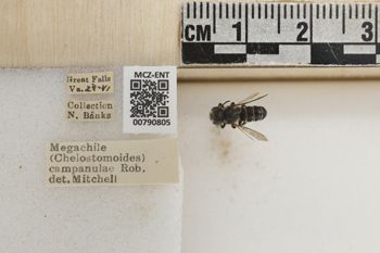 Media type: image;   Entomology 790805 Aspect: Labels